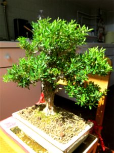Buxus harlandii bonsai.