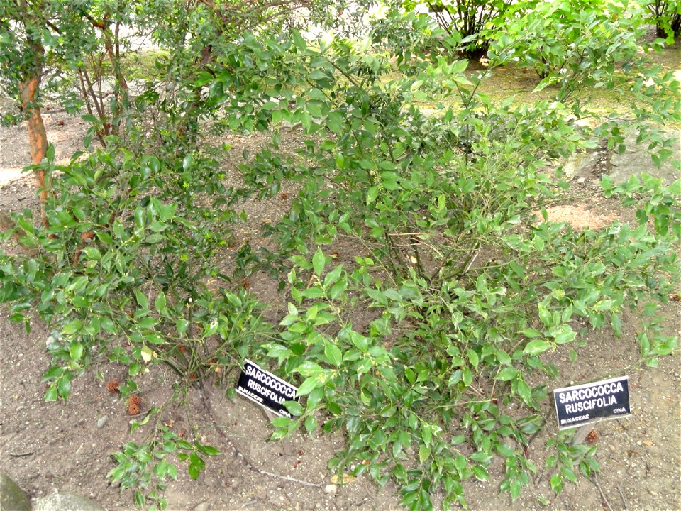 Sarcococca ruscifolia. Botanical specimen on the grounds of the Villa Taranto (Verbania), Lake Maggiore, Italy.