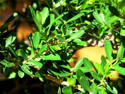 Leaves of Buxus harlandii bonsai. photo