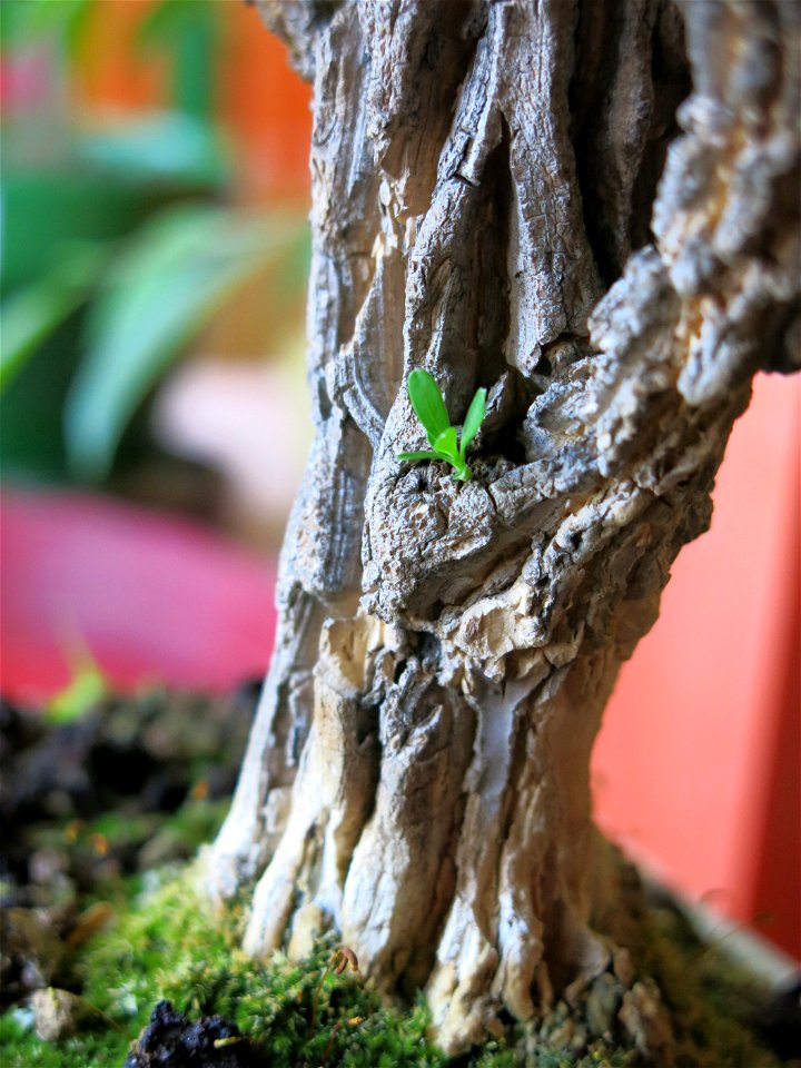 Trunk of Buxus harlandii bonsai.