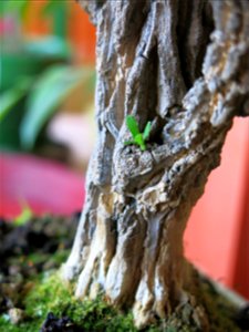 Trunk of Buxus harlandii bonsai.