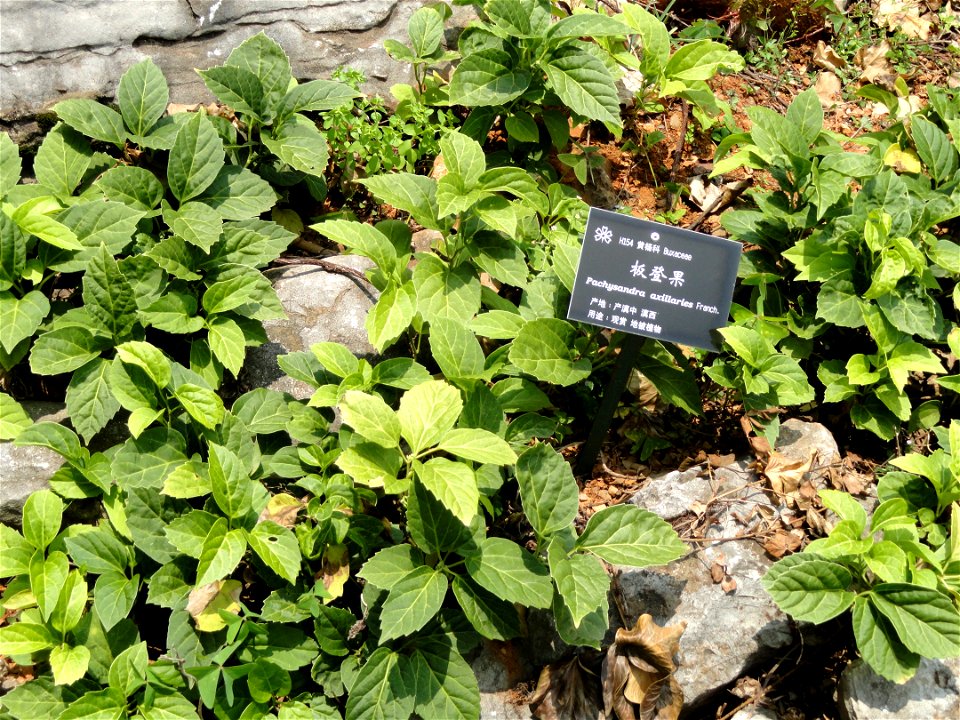 Plant specimen in the Kunming Botanical Garden, Kunming, Yunnan, China.