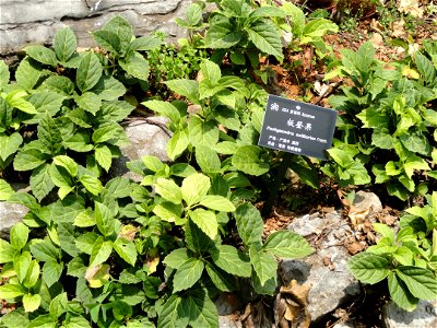 Plant specimen in the Kunming Botanical Garden, Kunming, Yunnan, China. photo