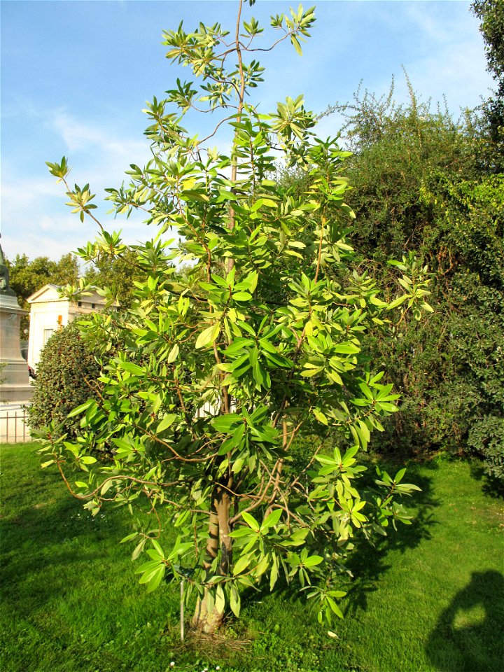 Winter's bark (Drimys winteri) in the Jardin des Plantes in Paris. Identified by sign.