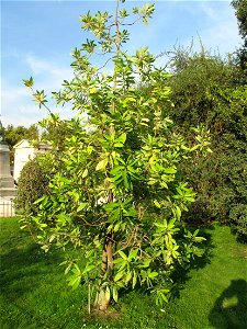 Winter's bark (Drimys winteri) in the Jardin des Plantes in Paris. Identified by sign. photo