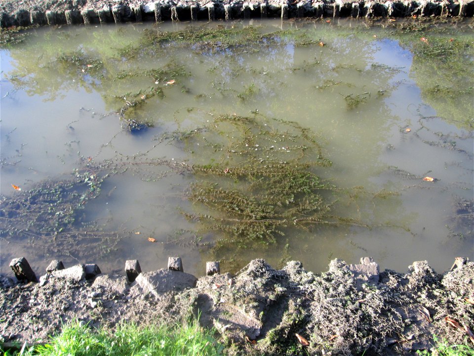 Raues Hornblatt (Ceratophyllum demersum) im Zähringer Kanal in Schwetzingen