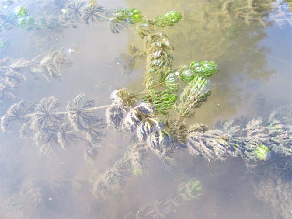 Raues Hornblatt (Ceratophyllum demersum) im Zähringer Kanal in Schwetzingen