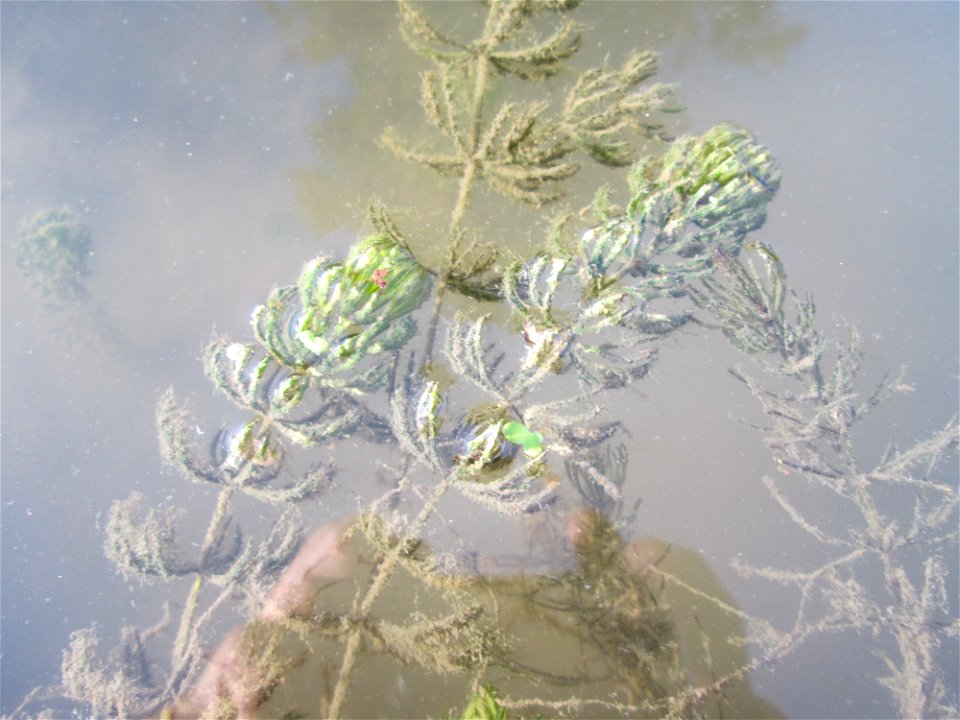 Raues Hornblatt (Ceratophyllum demersum) im Zähringer Kanal in Schwetzingen