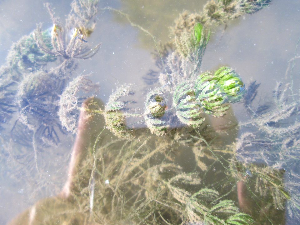 Raues Hornblatt (Ceratophyllum demersum) im Zähringer Kanal in Schwetzingen