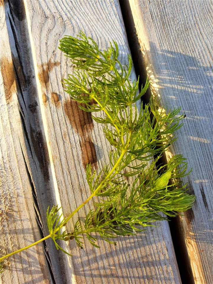 coontail (Ceratophyllum demersum)