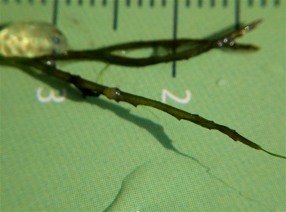 coontail (Ceratophyllum demersum)