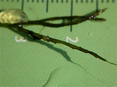 coontail (Ceratophyllum demersum)