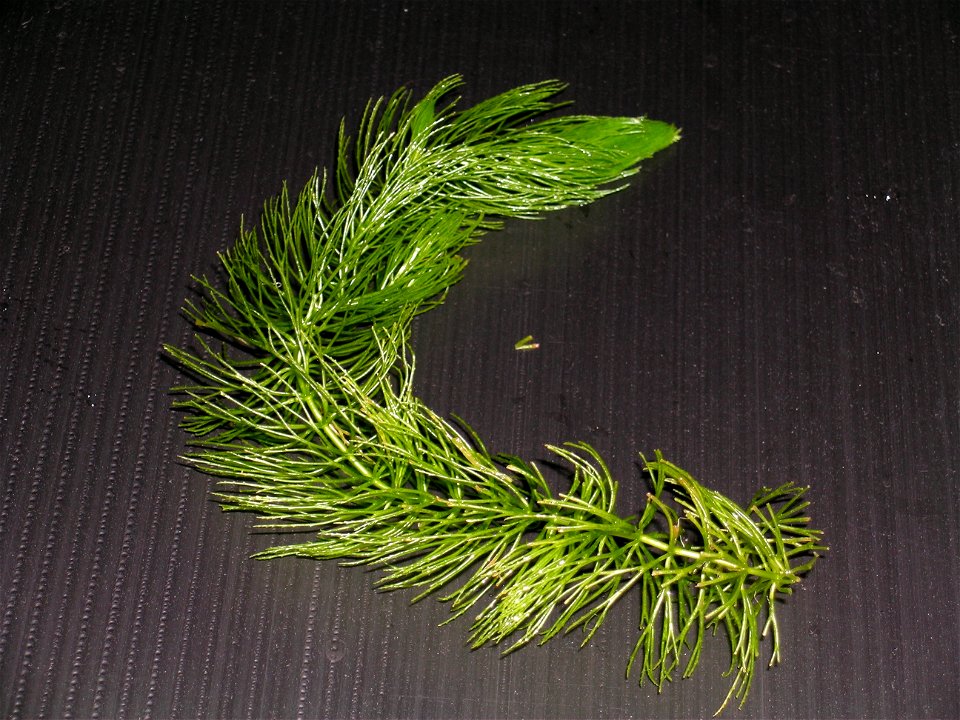 マツモと呼ばれる水草。"Hornwort" from Japan. In Japanese called “kingyo-mo”(kingyo: goldfish; mo: waterweed). A very popular aquatic plant in Japan.Almost aquarium cultivate to with goldfish. It is one's private