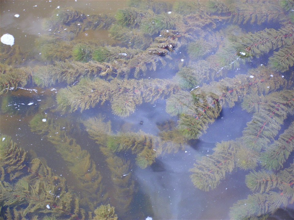 Ceratophyllum demersum habit, Sierra Madrona, Spain