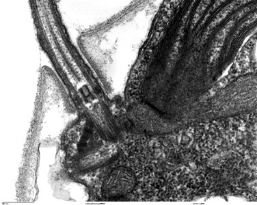 Transmission electron microscope image, showing an example of green algae (Chlorophyta).
Chlamydomanas reinhardtii is a unicellular flagellate used as a model system in molecular genetics work and fla
