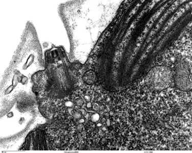 Transmission electron microscope image, showing an example of green algae (Chlorophyta).
Chlamydomanas reinhardtii is a unicellular flagellate used as a model system in molecular genetics work and fla