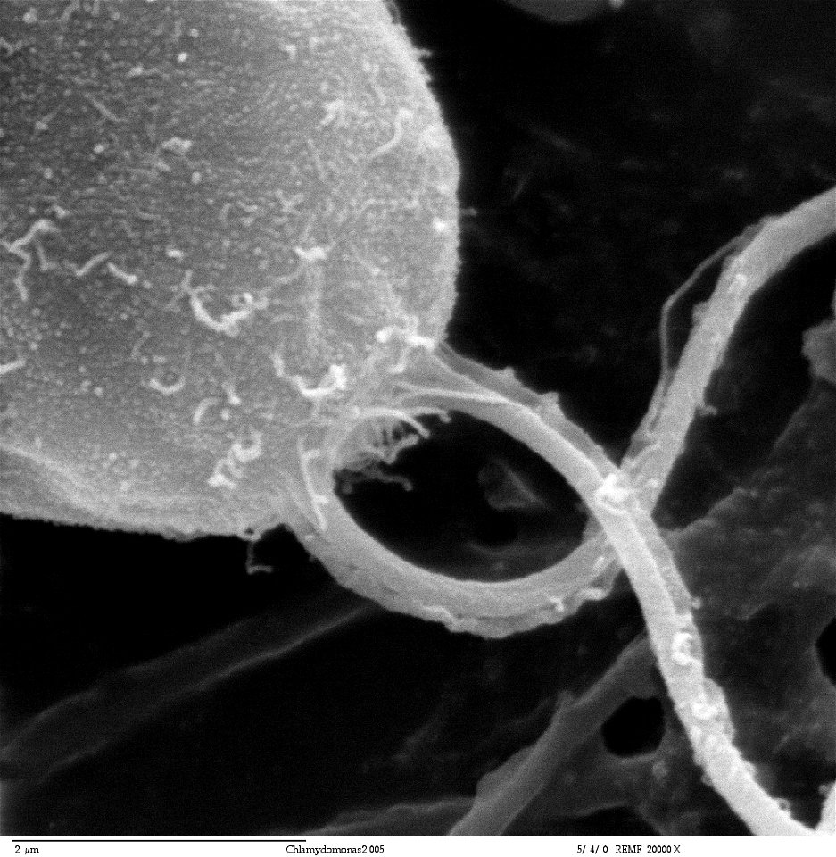 Scanning electron microscope image, showing an example of green algae (Chlorophyta).  Chlamydomanas reinhardtii is a unicellular flagellate used as a model system in molecular genetics work and flagel