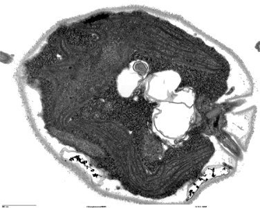 Transmission electron microscope image, showing an example of green algae (Chlorophyta).  Chlamydomanas reinhardtii is a unicellular flagellate used as a model system in molecular genetics work and fl