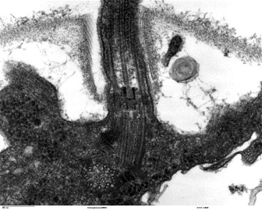 Transmission electron microscope image, showing an example of green algae (Chlorophyta).  Chlamydomanas reinhardtii is a unicellular flagellate used as a model system in molecular genetics work and fl