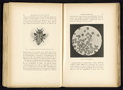 IdentificatieTitel(s): Macro-opname van Volvox globatorVolvox globator (titel op object)Objecttype: fotomechanische afdruk bladzijde Objectnummer: RP-F-2001-7-120-18Opschriften / Merken: nummer, recto
