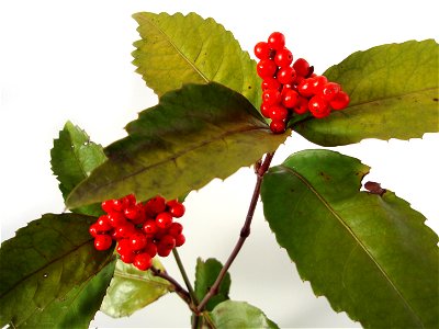 Sarcandra glabra