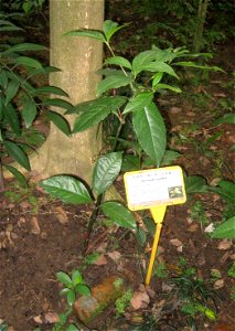 Sarcandra glabra. Plant specimen in the Hong Kong Zoological and Botanical Gardens, Hong Kong. photo