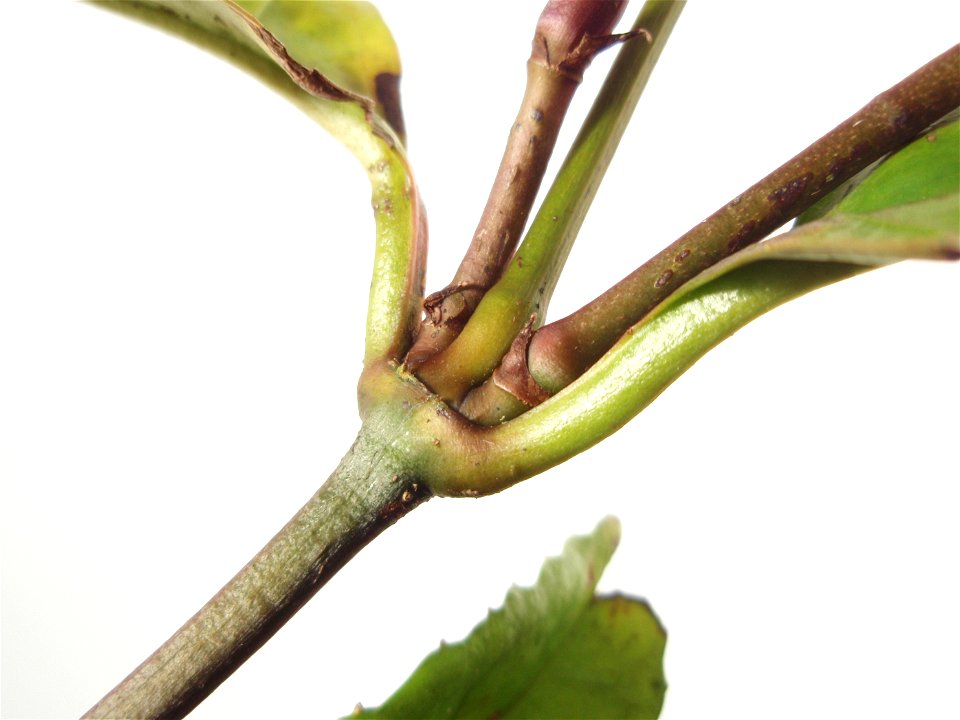 Sarcandra glabra