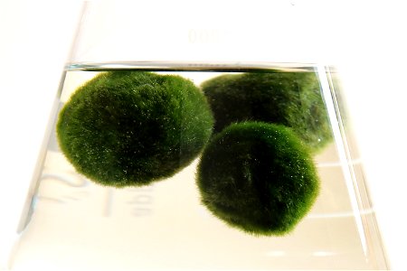 Aegagropila linnaei grown in a 1000ml Erlenmeyer flask