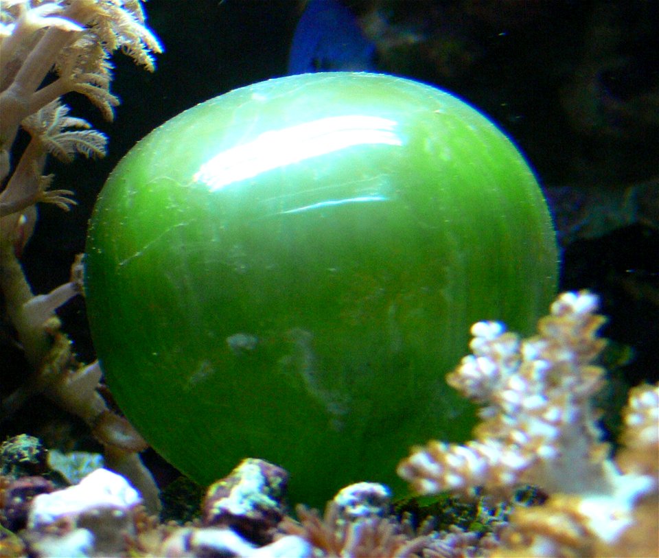 Blasenalge (Valonia ventricosa, Syn. Ventricaria ventricosa)