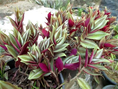 Tradescantia zebrina cultivated as an ornamental in Maligano village on Buton Island, Southeast Sulawesi, Indonesia