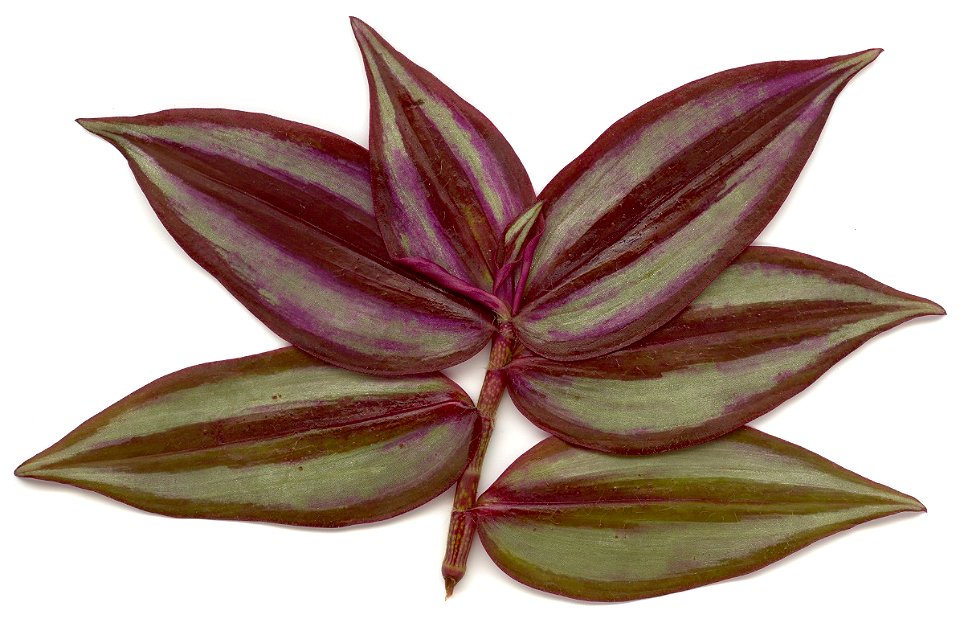 Front view of leaves from the Tradescantia zebrina plant.