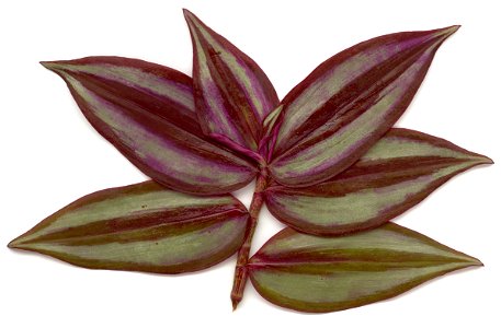 Front view of leaves from the Tradescantia zebrina plant. photo