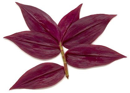 Back view of leaves from the Tradescantia zebrina plant.