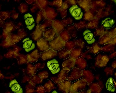 Tradescantia zebrina leaf viewed under microscope, the red epidermis contrasts with the underlying green tissue and allows for easy location and identification of the stomata.