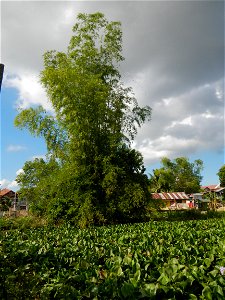 Town proper of Candaba, Pampanga;  at the foot of Mount Arayat, Pampanga; in Barangay Pescadores (Poblacion), beside Paralaya (Poblacion), Candaba, Pampanga, Pampanga province; (Eichhornia crassipes W