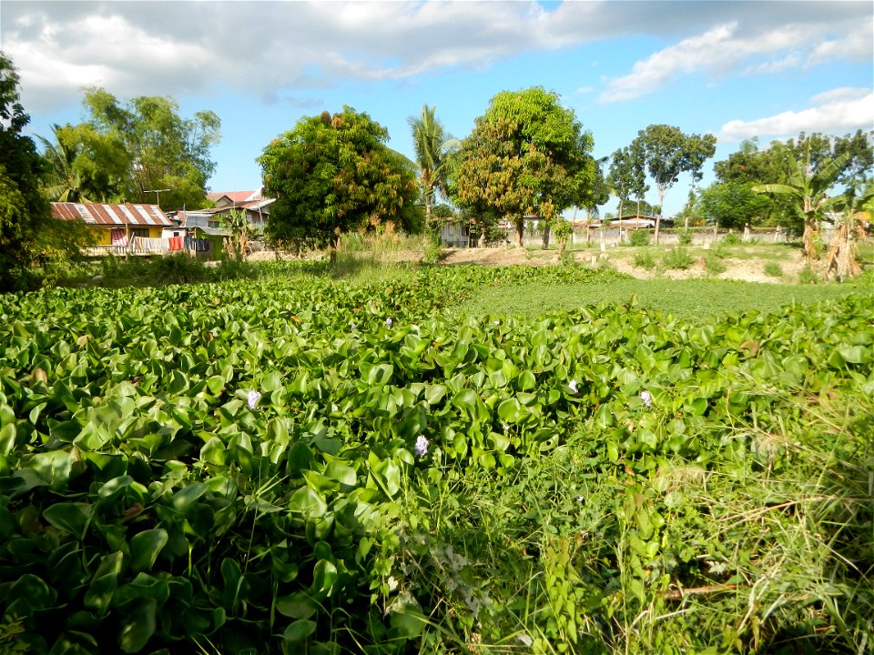 Town proper of Candaba, Pampanga;  at the foot of Mount Arayat, Pampanga; in Barangay Pescadores (Poblacion), beside Paralaya (Poblacion), Candaba, Pampanga, Pampanga province; (Eichhornia crassipes W