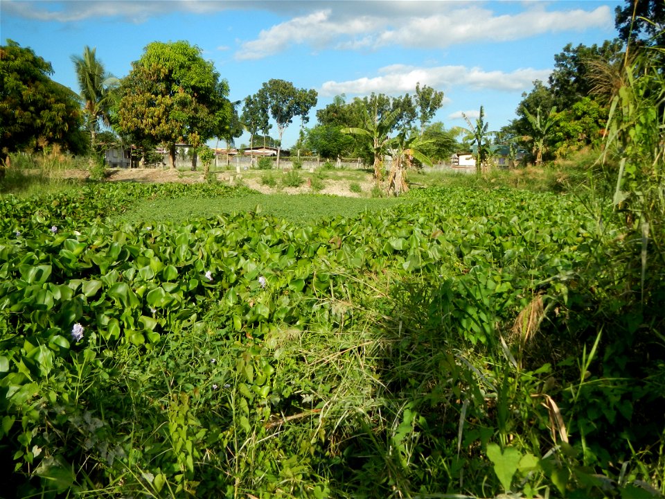 Town proper of Candaba, Pampanga;  at the foot of Mount Arayat, Pampanga; in Barangay Pescadores (Poblacion), beside Paralaya (Poblacion), Candaba, Pampanga, Pampanga province; (Eichhornia crassipes W