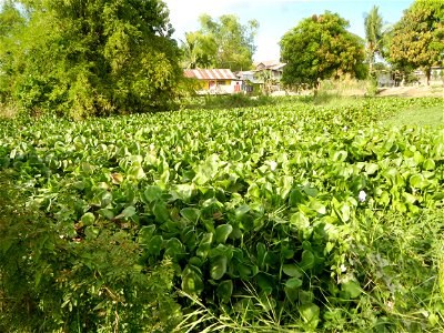 Town proper of Candaba, Pampanga;  at the foot of Mount Arayat, Pampanga; in Barangay Pescadores (Poblacion), beside Paralaya (Poblacion), Candaba, Pampanga, Pampanga province; (Eichhornia crassipes W