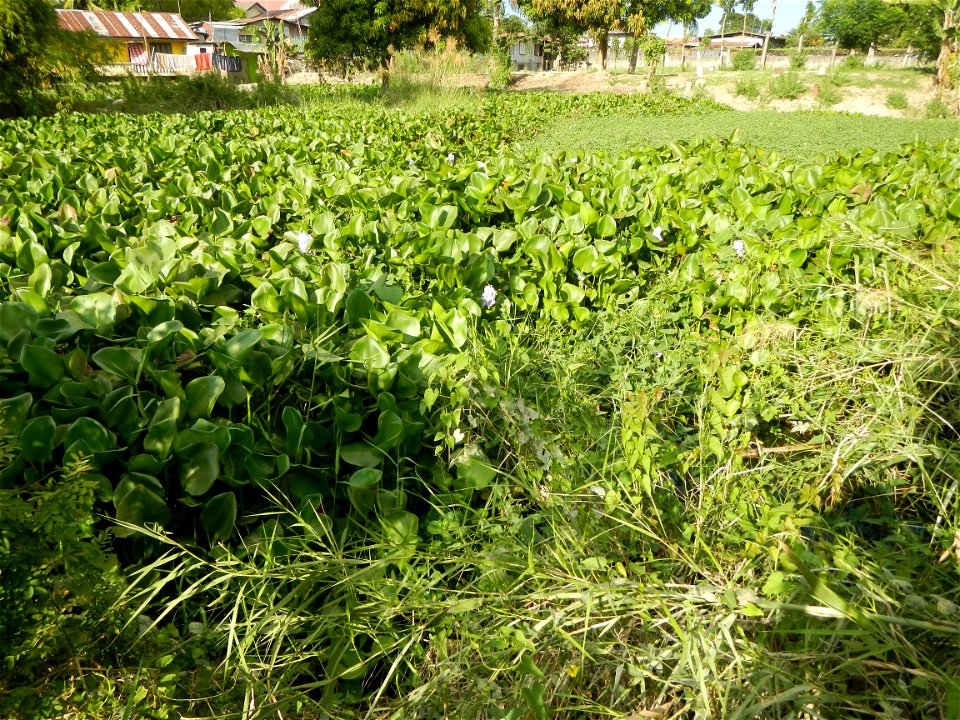 Town proper of Candaba, Pampanga;  at the foot of Mount Arayat, Pampanga; in Barangay Pescadores (Poblacion), beside Paralaya (Poblacion), Candaba, Pampanga, Pampanga province; (Eichhornia crassipes W