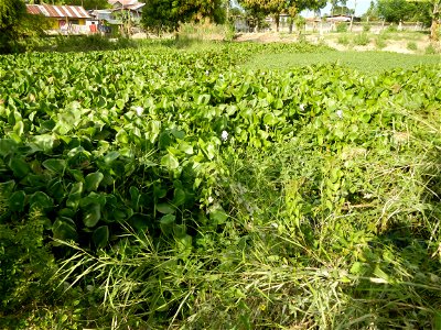 Town proper of Candaba, Pampanga;  at the foot of Mount Arayat, Pampanga; in Barangay Pescadores (Poblacion), beside Paralaya (Poblacion), Candaba, Pampanga, Pampanga province; (Eichhornia crassipes W