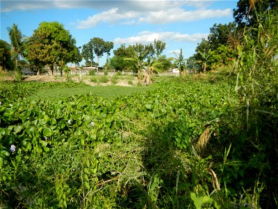 Town proper of Candaba, Pampanga;  at the foot of Mount Arayat, Pampanga; in Barangay Pescadores (Poblacion), beside Paralaya (Poblacion), Candaba, Pampanga, Pampanga province; Eichhornia crassipes Wa