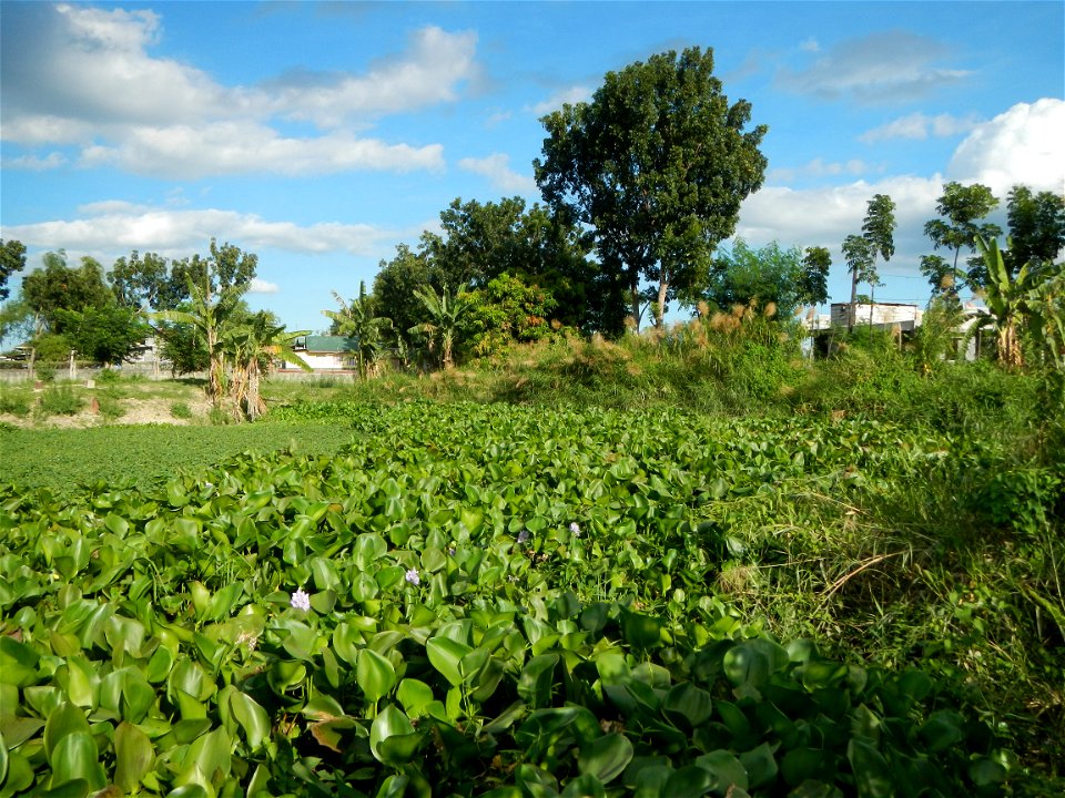 Town proper of Candaba, Pampanga;  at the foot of Mount Arayat, Pampanga; in Barangay Pescadores (Poblacion), beside Paralaya (Poblacion), Candaba, Pampanga, Pampanga province; Eichhornia crassipes Wa