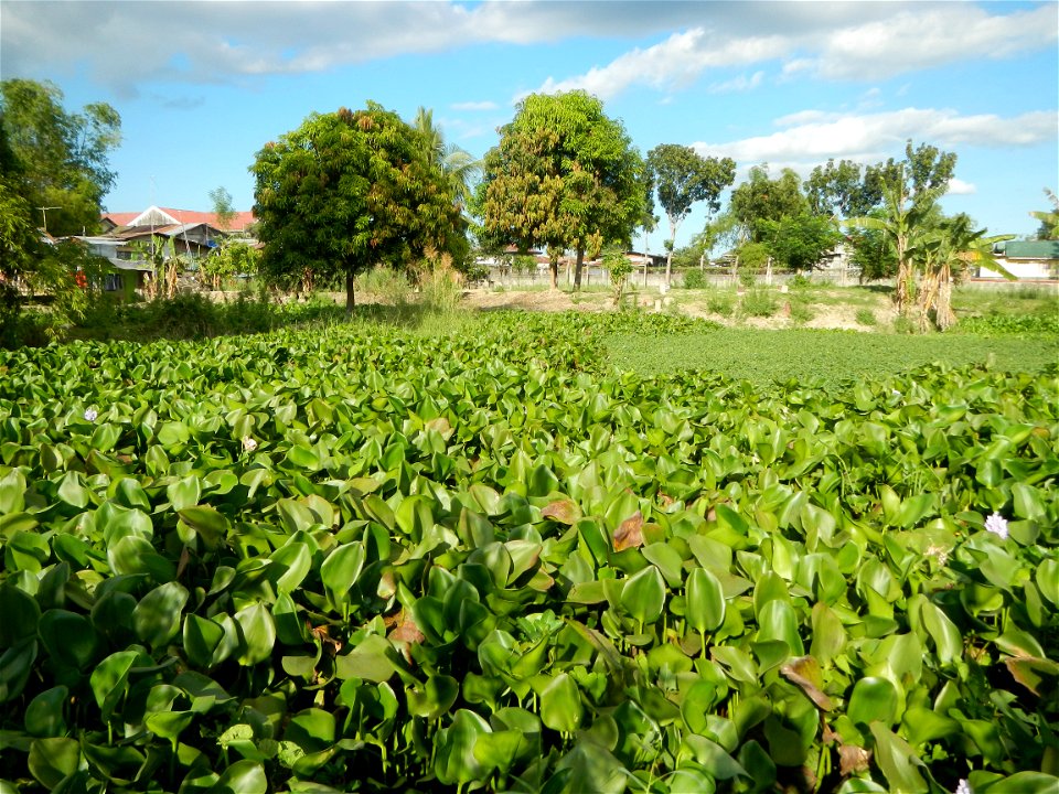 Town proper of Candaba, Pampanga;  at the foot of Mount Arayat, Pampanga; in Barangay Pescadores (Poblacion), beside Paralaya (Poblacion), Candaba, Pampanga, Pampanga province; Eichhornia crassipes Wa