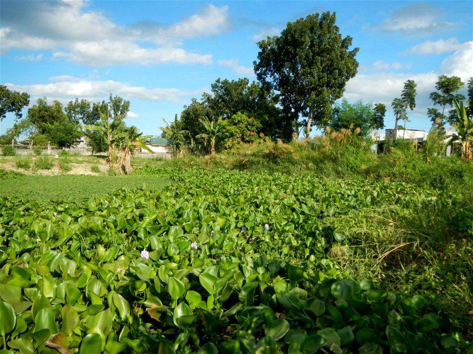 Town proper of Candaba, Pampanga;  at the foot of Mount Arayat, Pampanga; in Barangay Pescadores (Poblacion), beside Paralaya (Poblacion), Candaba, Pampanga, Pampanga province; Eichhornia crassipes Wa