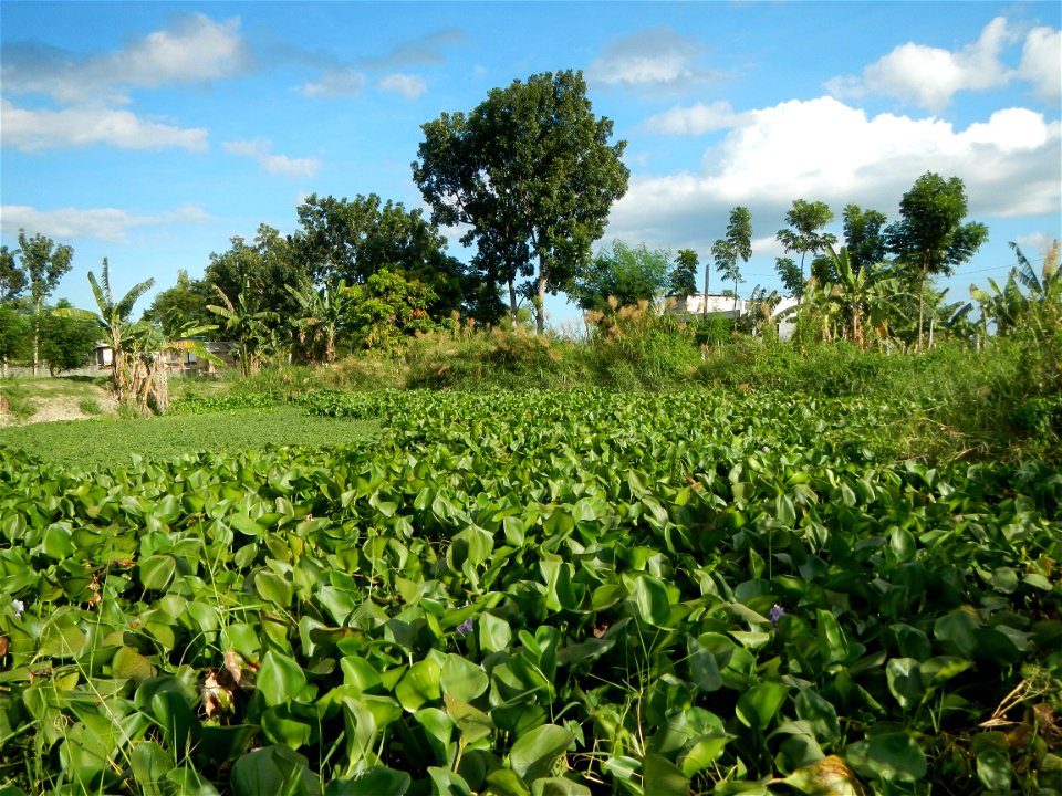Town proper of Candaba, Pampanga;  at the foot of Mount Arayat, Pampanga; in Barangay Pescadores (Poblacion), beside Paralaya (Poblacion), Candaba, Pampanga, Pampanga province; Eichhornia crassipes Wa