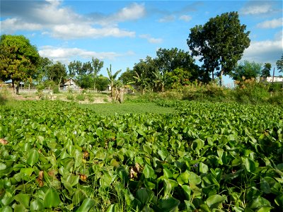 Town proper of Candaba, Pampanga;  at the foot of Mount Arayat, Pampanga; in Barangay Pescadores (Poblacion), beside Paralaya (Poblacion), Candaba, Pampanga, Pampanga province; Eichhornia crassipes Wa