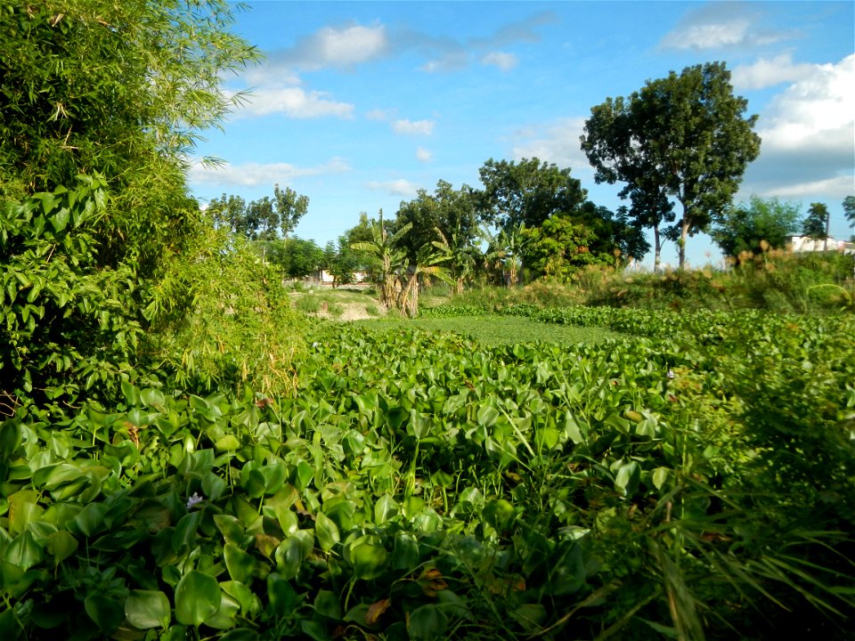Town proper of Candaba, Pampanga;  at the foot of Mount Arayat, Pampanga; in Barangay Pescadores (Poblacion), beside Paralaya (Poblacion), Candaba, Pampanga, Pampanga province; Eichhornia crassipes Wa