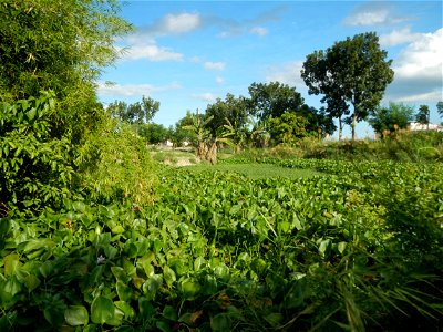 Town proper of Candaba, Pampanga;  at the foot of Mount Arayat, Pampanga; in Barangay Pescadores (Poblacion), beside Paralaya (Poblacion), Candaba, Pampanga, Pampanga province; Eichhornia crassipes Wa