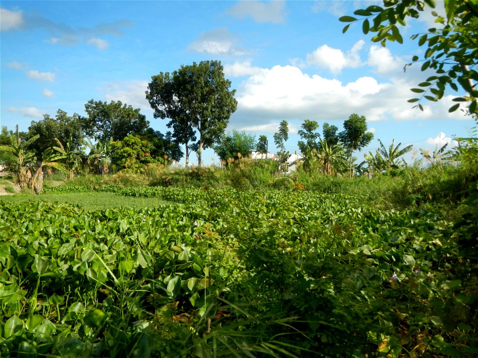 Town proper of Candaba, Pampanga;  at the foot of Mount Arayat, Pampanga; in Barangay Pescadores (Poblacion), beside Paralaya (Poblacion), Candaba, Pampanga, Pampanga province; Eichhornia crassipes Wa