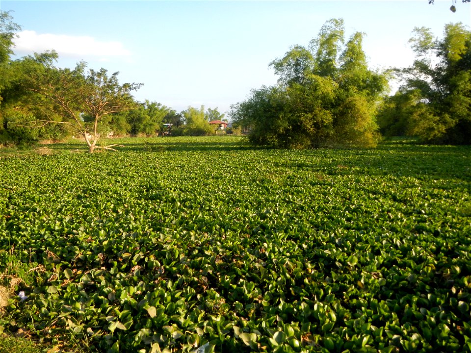 Candaba Riverside District (Lanang, Pasig, Mandasig and Pansinao, Candaba, Pampanga) Candaba, Pampanga Barangay Pansinao, Candaba, Pampanga, Pampanga province Eichhornia crassipes Water Hyacinth češti